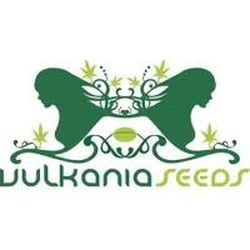 Photo of Cannabis Seeds - London, XGL, GB.