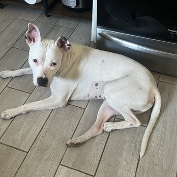 Fix Long Beach Pets - 2 weeks later, he's all better and back to being a lil brat! - Veterinarians Near Me - Long Beach, California Fix Long Beach Pets - 2 weeks later, he's all better and back to being a lil brat! - Veterinarians Near Me - Long Beach, California