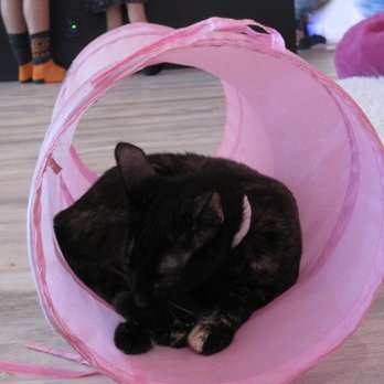 Cat Cafe Maui - Pet Adoption Near Me - Kahului, Hawaii