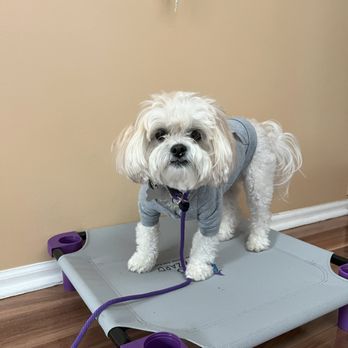 The Dog Wizard - Working on place command - Pet Training Near Me The Dog Wizard - Working on place command - Pet Training Near Me