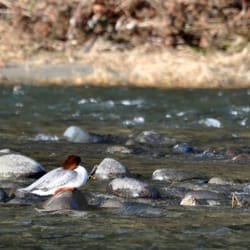 Chinook Expeditions - we saw more than just eagles!