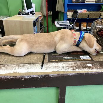 Unleashed Stonehenge - Pet Stores Near Me - Raleigh, North Carolina Unleashed Stonehenge - Pet Stores Near Me - Raleigh, North Carolina