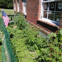 Friends and Family Adult Day Program - Our vegetable garden.