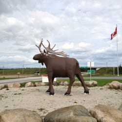 Deer Lake Big Stop Restaurant - Replica of biggest moose ever shot