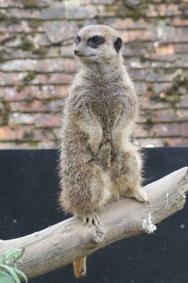 Port Lympne Safari Park by null