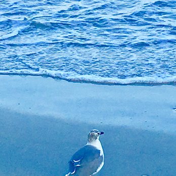 Palm Beach - Beaches Near Me - Palm Beach, Florida
