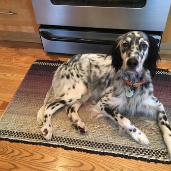 Dances with Dogs - Gallup relaxing after a training session at home - Pet Training Near Me