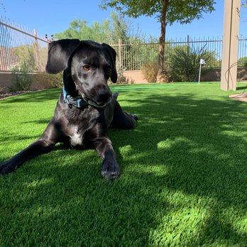 Arizona’s Greenest Grass - Artificial Turf Near Me - Glendale, Arizona