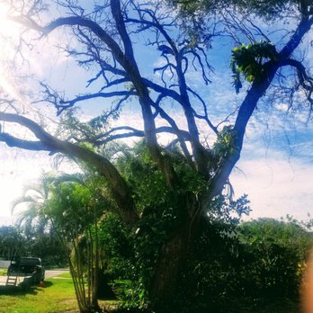 Anthonys Tree Trimming - Tree removal - Tree Services Near Me - Vero Beach, Florida