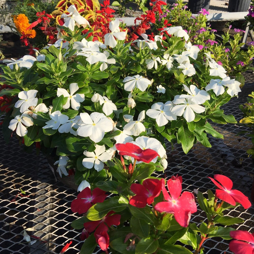 Crossroads Nursery - Annuals! - Nurseries & Gardening Near Me - Monmouth Junction, New Jersey Crossroads Nursery - Annuals! - Nurseries & Gardening Near Me - Monmouth Junction, New Jersey