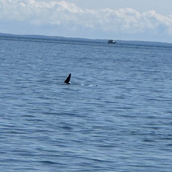 Island Adventures Whale Watching - Amazing - Whale Watching Tours Near Me - Anacortes, Washington Island Adventures Whale Watching - Amazing - Whale Watching Tours Near Me - Anacortes, Washington