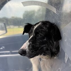 The Pet Hospital - Earl in his cone of shame