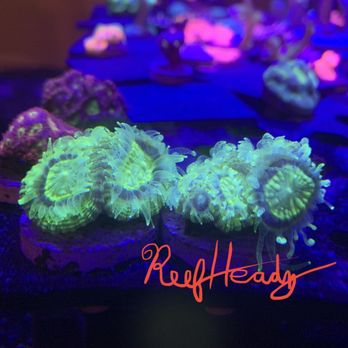 Reef Headz - Neon Favia at the Reef Headz Frag tank. - Local Fish Stores Near Me - Jacksonville, North Carolina Reef Headz - Neon Favia at the Reef Headz Frag tank. - Local Fish Stores Near Me - Jacksonville, North Carolina
