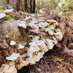 Green Creek Trail - More mushrooms