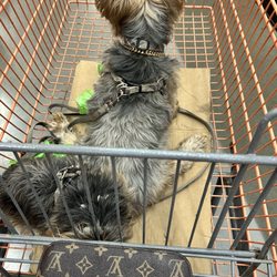 Target - My 2 Yorkies. Targets carts aren't as big as this one at Home Depot so the cardboard and dogs cover visibility of under the cart.