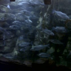 Lake District Coast Aquarium