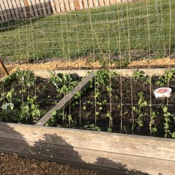 Food Roots - The trellis we built in 2025 at one of our school garden partner sites growing food to donate to food pantries and other free food programs.