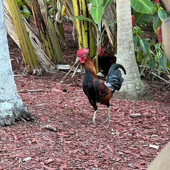 Jimmy's Ocean Blue - Roosters everywhere :) - American Near Me - Key West, Florida Jimmy's Ocean Blue - Roosters everywhere :) - American Near Me - Key West, Florida