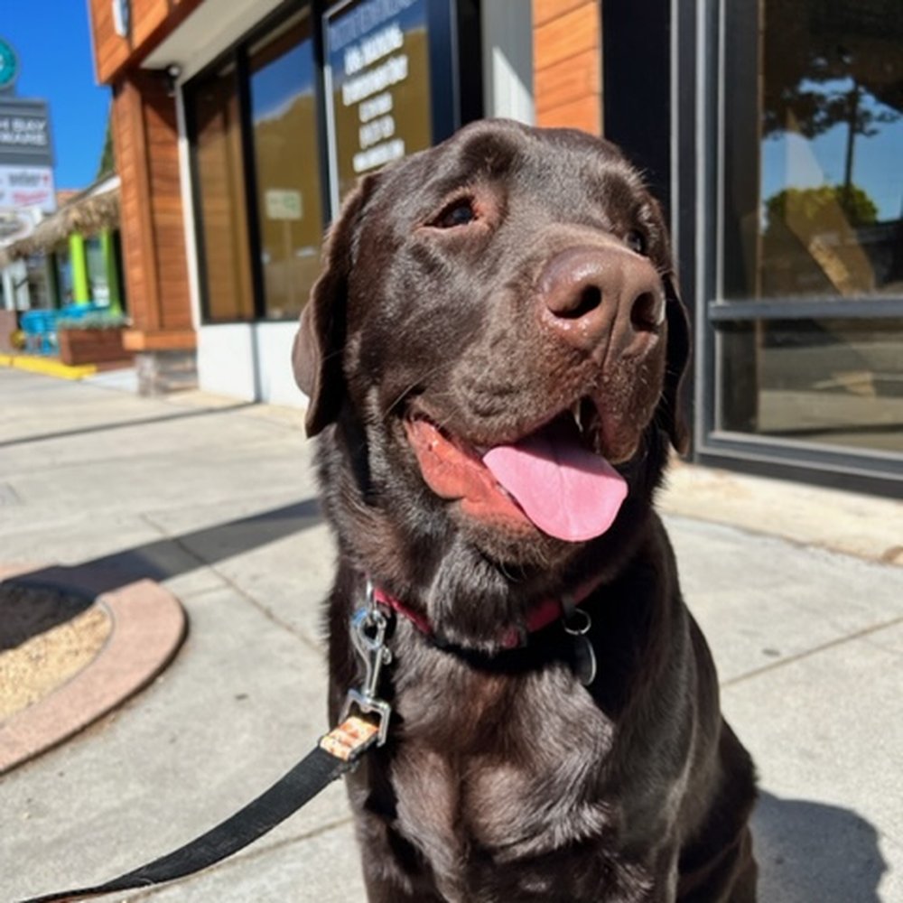 A Bark Idea - Training walk - Pet Training Near Me - Redondo Beach, California A Bark Idea - Training walk - Pet Training Near Me - Redondo Beach, California