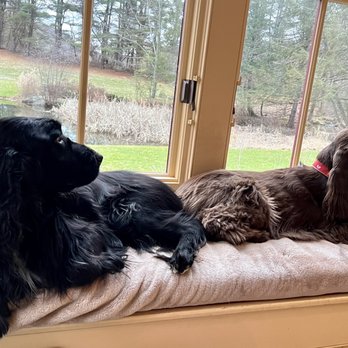 Zen Pet Care - Gemma and Rosie love when Sarah comes for potty breaks or sleep overs! - Dog Walkers Near Me Zen Pet Care - Gemma and Rosie love when Sarah comes for potty breaks or sleep overs! - Dog Walkers Near Me