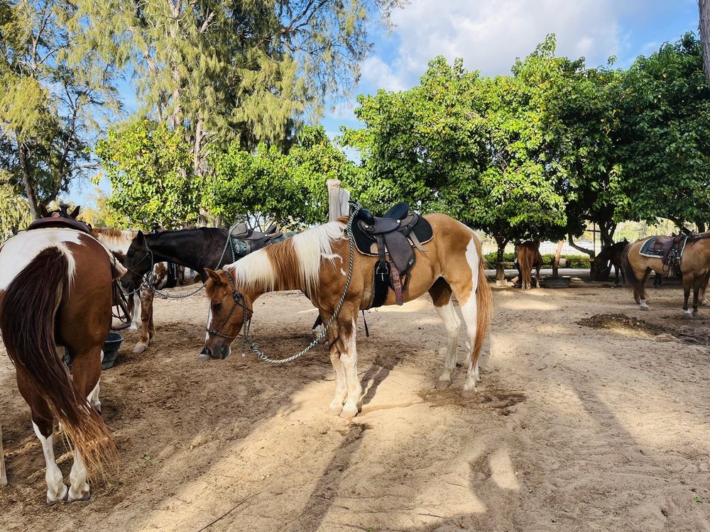 Stables at Turtle Bay Resort Logo