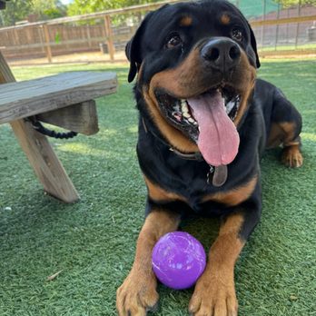 PawHaus Academy - Pet Training Near Me PawHaus Academy - Pet Training Near Me