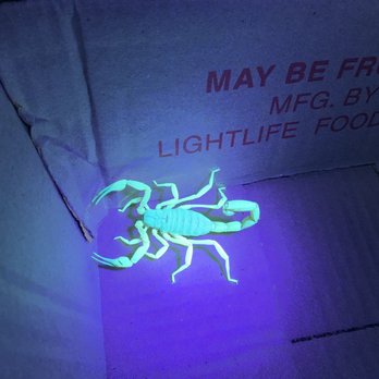 Moab Springs Ranch - HUGE scorpion we found with the blacklights we borrowed from the office. 1 of about 30. The kids LOVED it - Resorts Near Me - Moab, Utah Moab Springs Ranch - HUGE scorpion we found with the blacklights we borrowed from the office. 1 of about 30. The kids LOVED it - Resorts Near Me - Moab, Utah