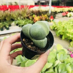 Robinson Greenhouses