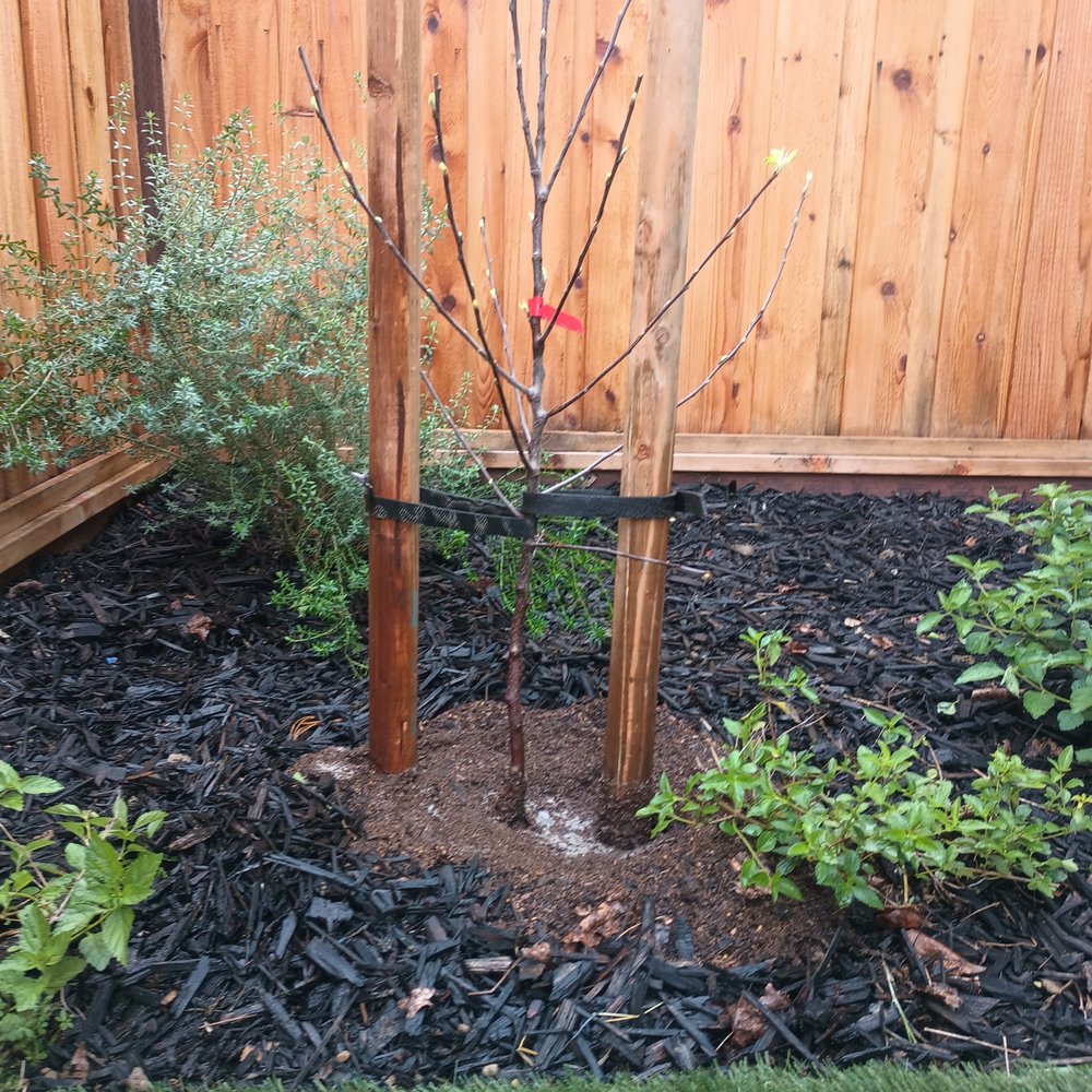 Justin’s Professional Landscaping - dwarf fuji (bare root) - Landscaping Near Me - Fairfield, California Justin’s Professional Landscaping - dwarf fuji (bare root) - Landscaping Near Me - Fairfield, California