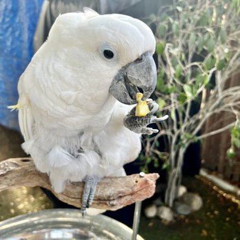 Free Flight - Animal Shelters Near Me - Del Mar, California