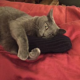Laundry time...KC tried to help, folding socks was his fave..... Laundry time...KC tried to help, folding socks was his fave.....