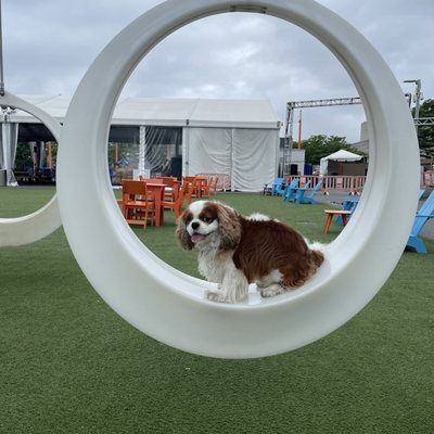 the Lawn on D by null