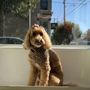 Wags Grooming