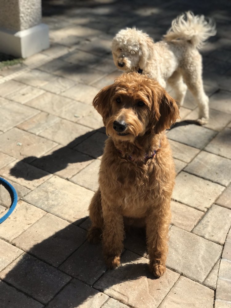 PERFECT PET SALON Updated October 2024 11 Photos 449 Kingsley Ave