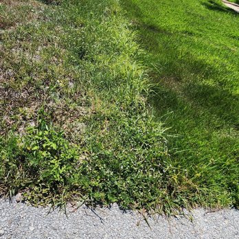 Tree Removal Expert Plus - Tree Services Near Me Tree Removal Expert Plus - Tree Services Near Me