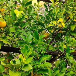 La Limonaia del Castel