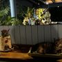 Photo of Olga’s Fancy