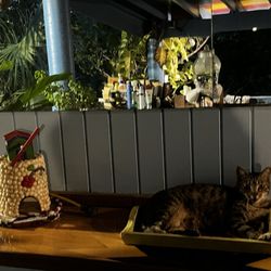 Olga’s Fancy - A friendly cat at the lanai where you check in and get morning coffee.