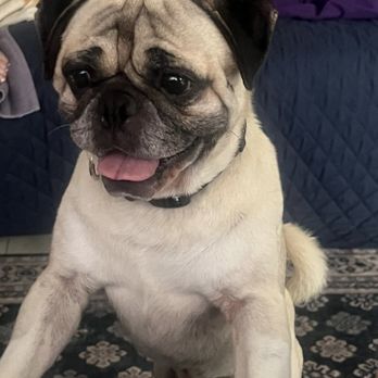 Pug Nation Rescue - Animal Shelters Near Me - Gardena, California