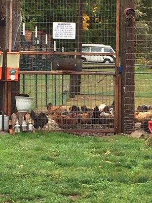 Sweet Springs Family Farm by null