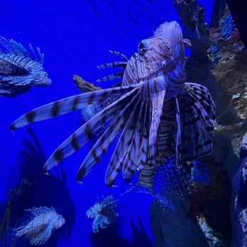 The Florida Aquarium - Aquariums Near Me - Tampa, Florida