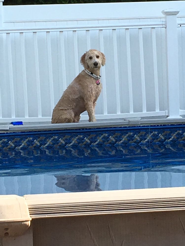 PUPPY PARK Updated August 2024 11 Reviews 145 Main St, East