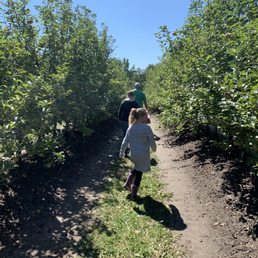 Walking the rows of trees Walking the rows of trees