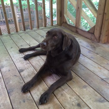 Lakeside Cabins Resort - Our dog enjoying the patio - Campgrounds Near Me - Three Oaks, Michigan Lakeside Cabins Resort - Our dog enjoying the patio - Campgrounds Near Me - Three Oaks, Michigan