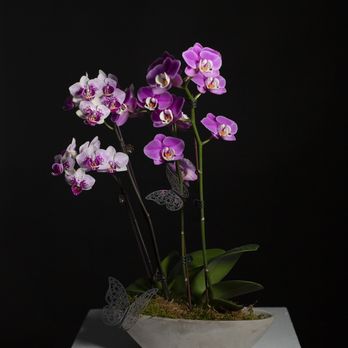 Aime Les Fleurs - Orchid Béton - Florists Near Me - Arleta, California