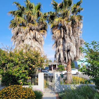Palms Tree Care - Before trim - Tree Services Near Me Palms Tree Care - Before trim - Tree Services Near Me