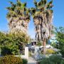 Photo of Palms Tree Care