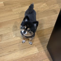 My dog stripped of her hair My dog stripped of her hair