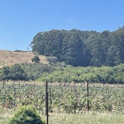 Rancho Oso Roble - Olallieberries! U pick- 5 dollars/ pound
