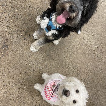 Unleashed Hounds and Hops - Oliver, the bernadoodle & Maui, the golden labradoodle. - Bars Near Me - Minneapolis, Minnesota